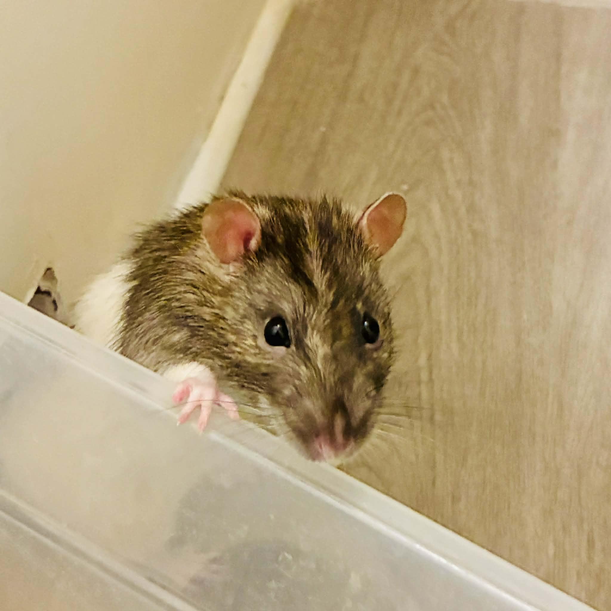 Enlarge Splinter, an adopted Rat in Norcross, GA image 2/3