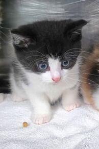 Enlarge Hekili, a Adopted mixed breed in Wilmington, NC image 1/4
