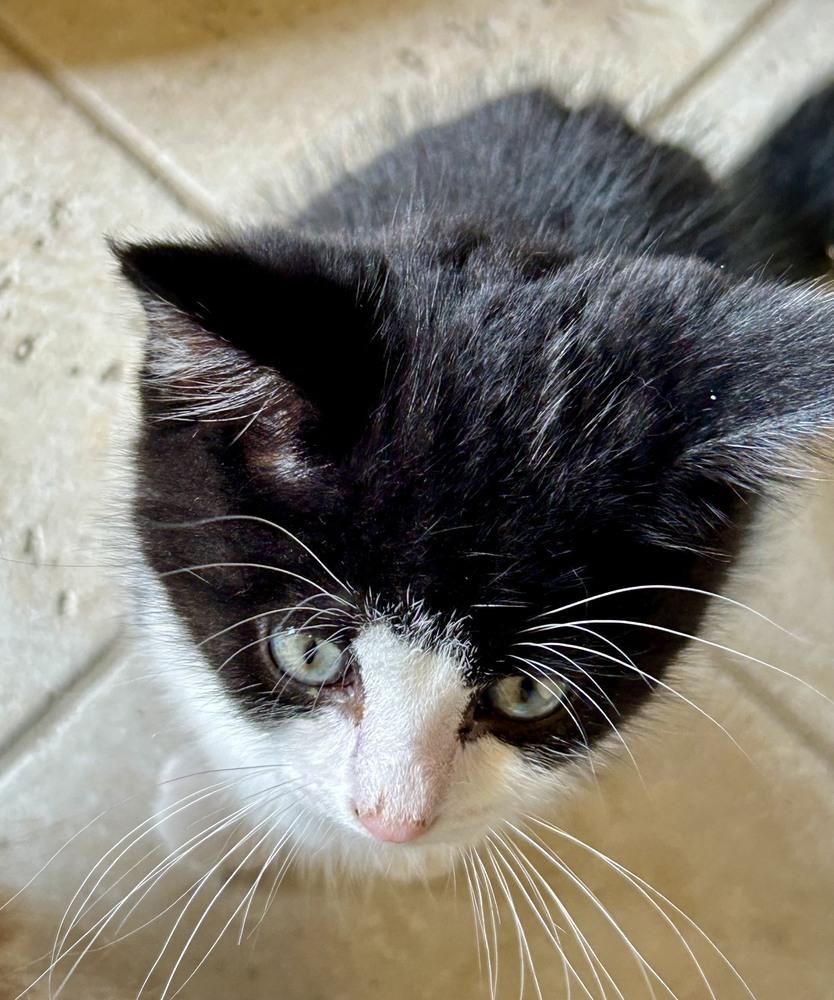 Enlarge Hekili, a Adopted mixed breed in Wilmington, NC image 3/4