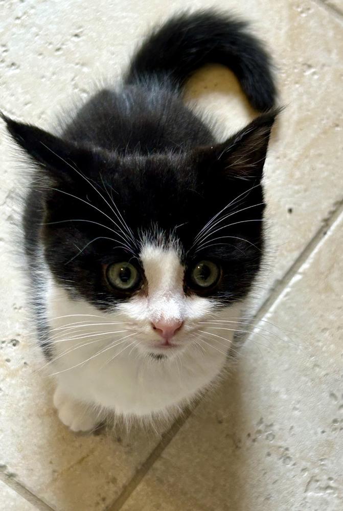 Enlarge Hekili, a Adopted mixed breed in Wilmington, NC image 4/4