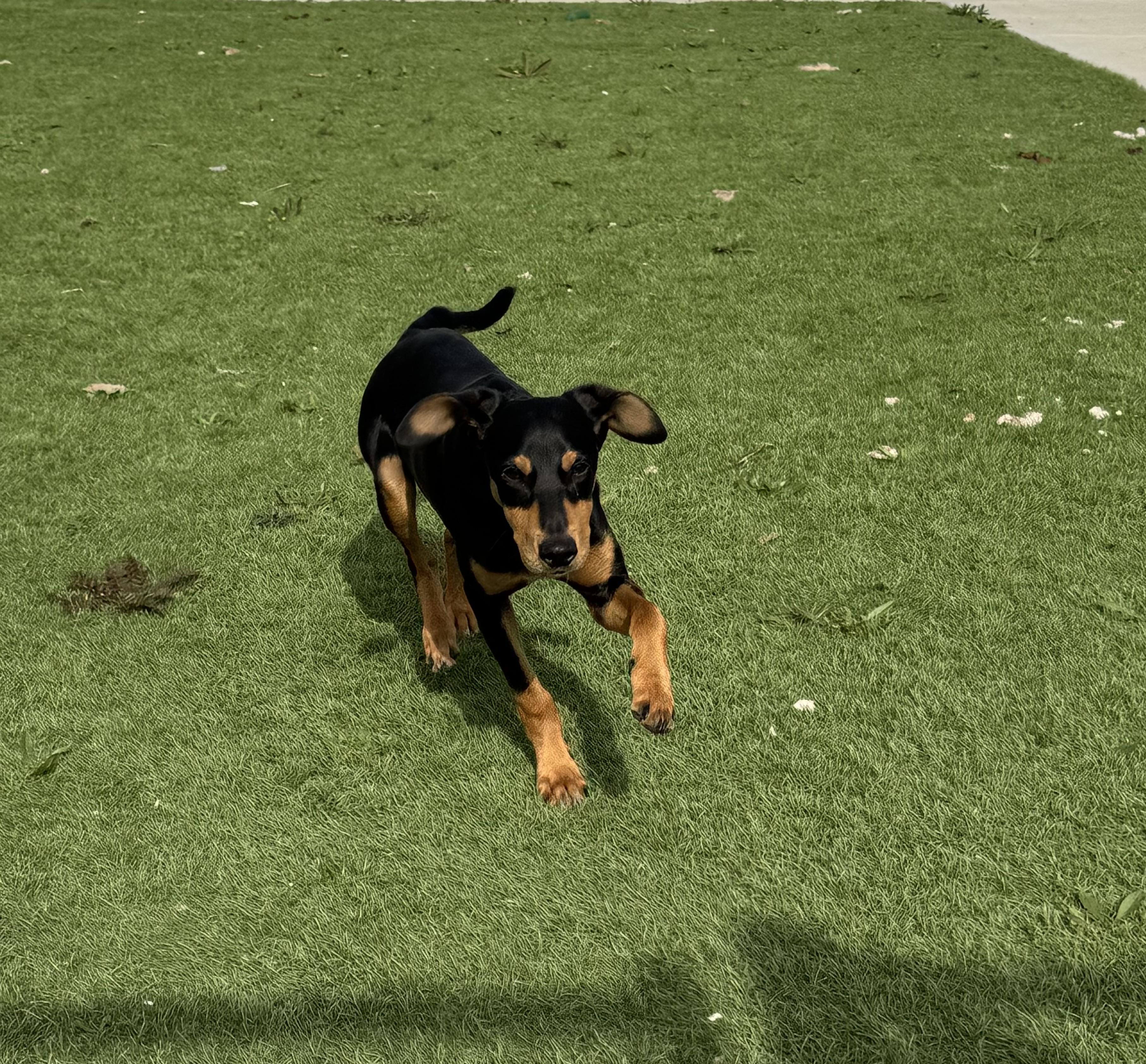 Enlarge PRIME (AVAILABLE FEBRUARY 2, 2026), a ADOPTABLE Doberman Pinscher in Wasco, CA image 1/1