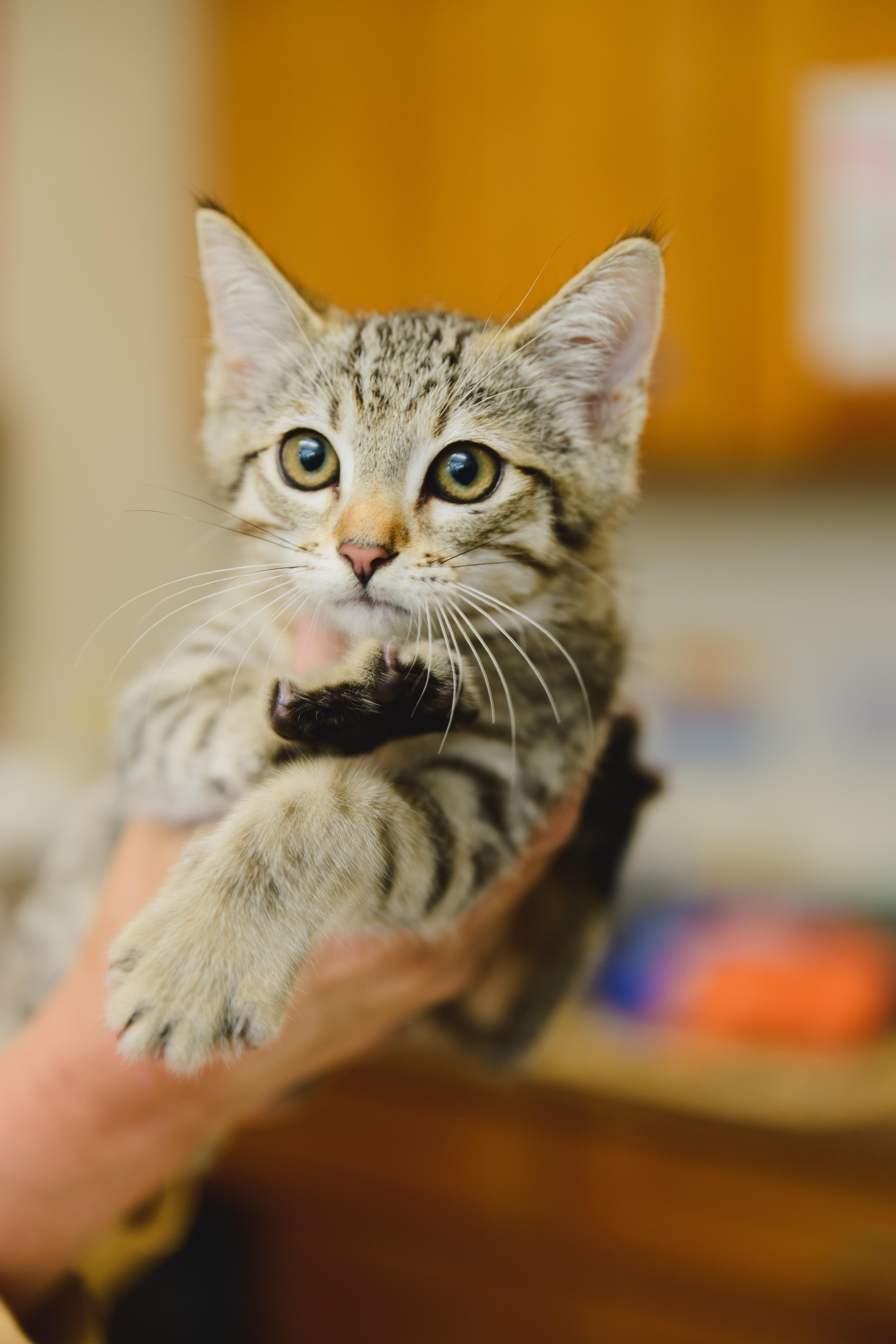 Tony, Adopted, Kitten Male Domestic Short Hair.