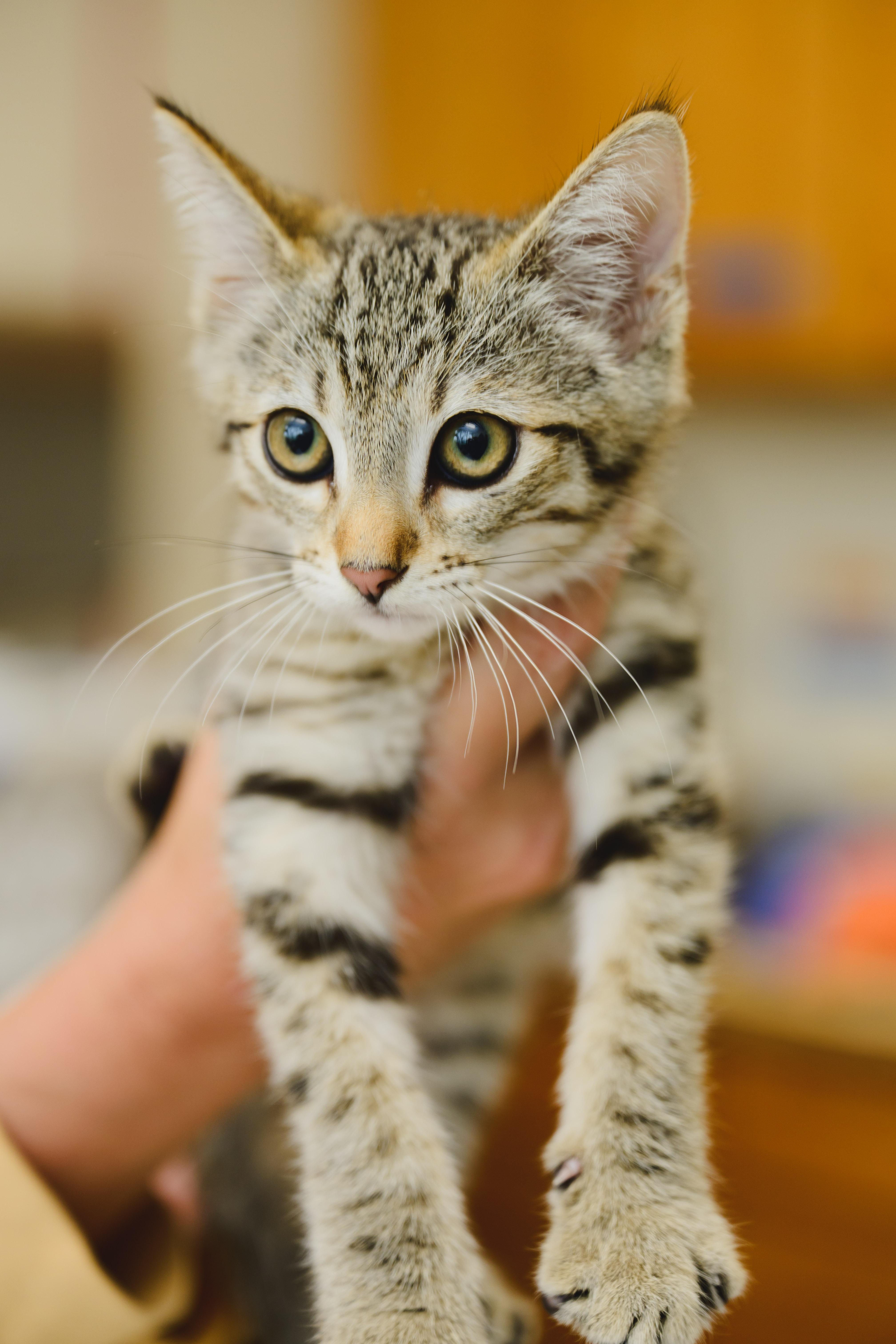 Enlarge Tony, a Adopted Domestic Short Hair in Honolulu, HI image 2/3