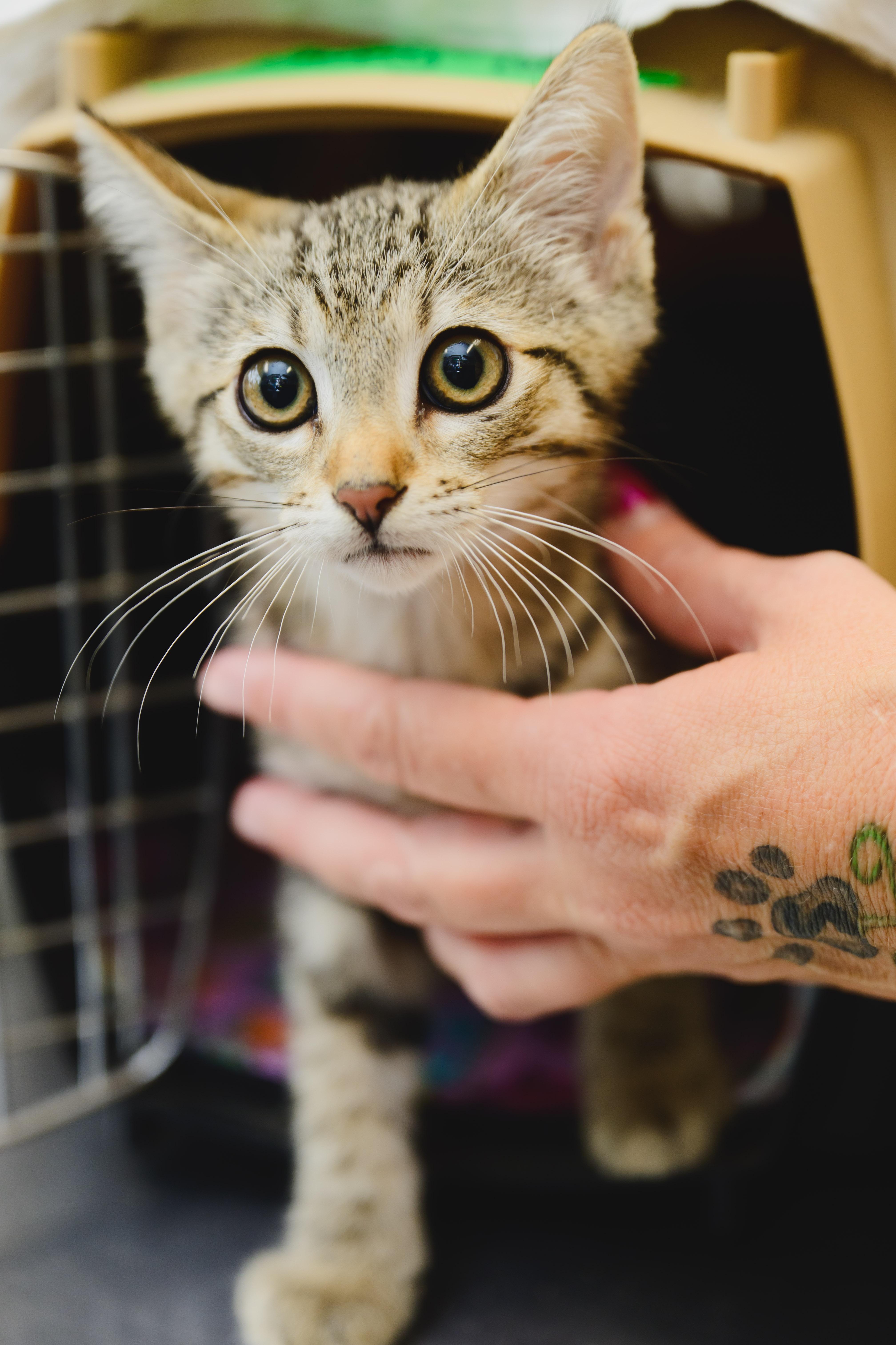 Enlarge Tony, a Adopted Domestic Short Hair in Honolulu, HI image 3/3