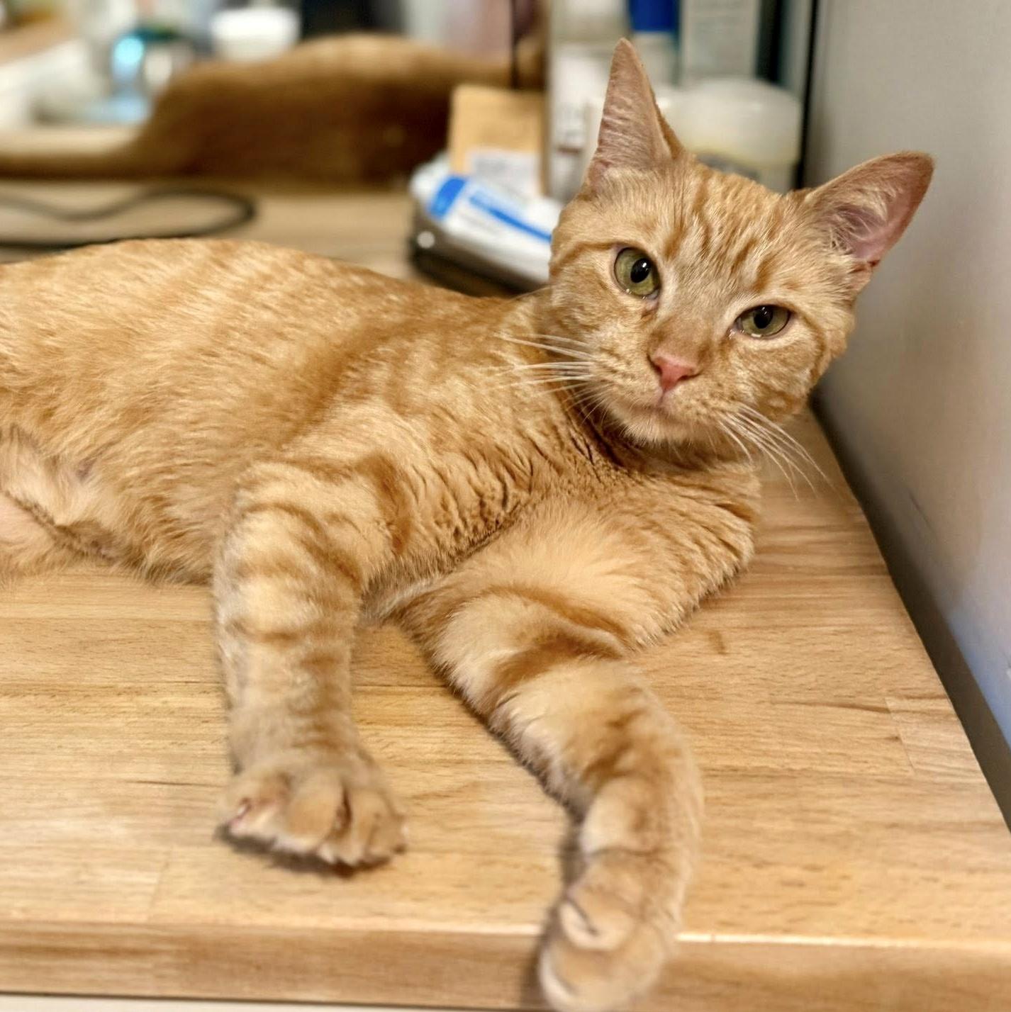 Enlarge Beyonce, a ADOPTABLE Domestic Short Hair in Pittsburgh, PA image 2/6