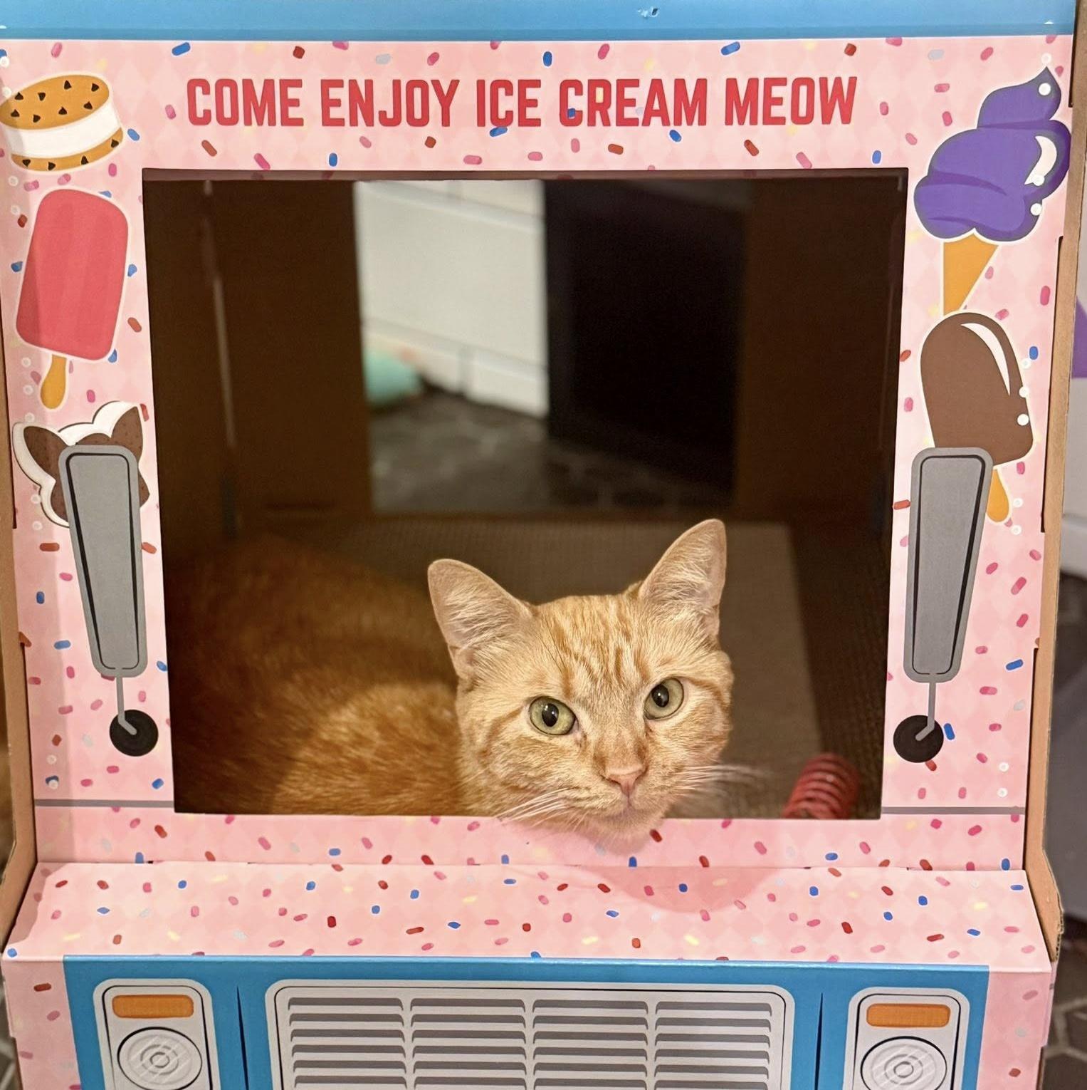 Enlarge Beyonce, a ADOPTABLE Domestic Short Hair in Pittsburgh, PA image 4/6