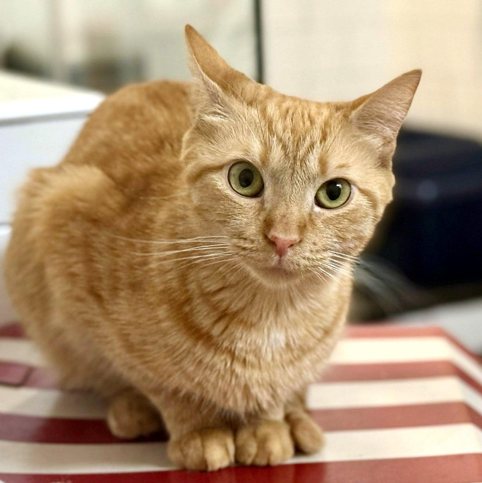 Beyonce, ADOPTABLE, Young Female Domestic Short Hair.