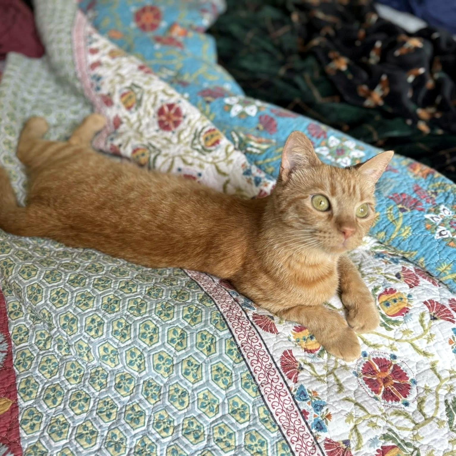 Enlarge Beyonce, a ADOPTABLE Domestic Short Hair in Pittsburgh, PA image 5/6