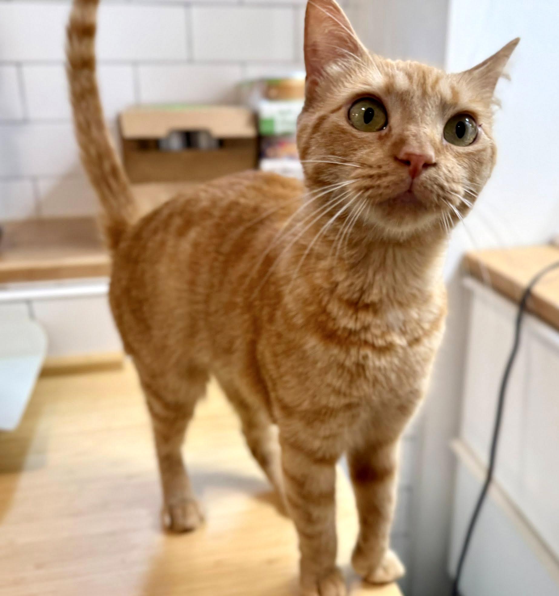 Enlarge Beyonce, a ADOPTABLE Domestic Short Hair in Pittsburgh, PA image 3/6