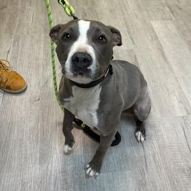 Kiara, Adoptable, Adult Female Pit Bull Terrier.