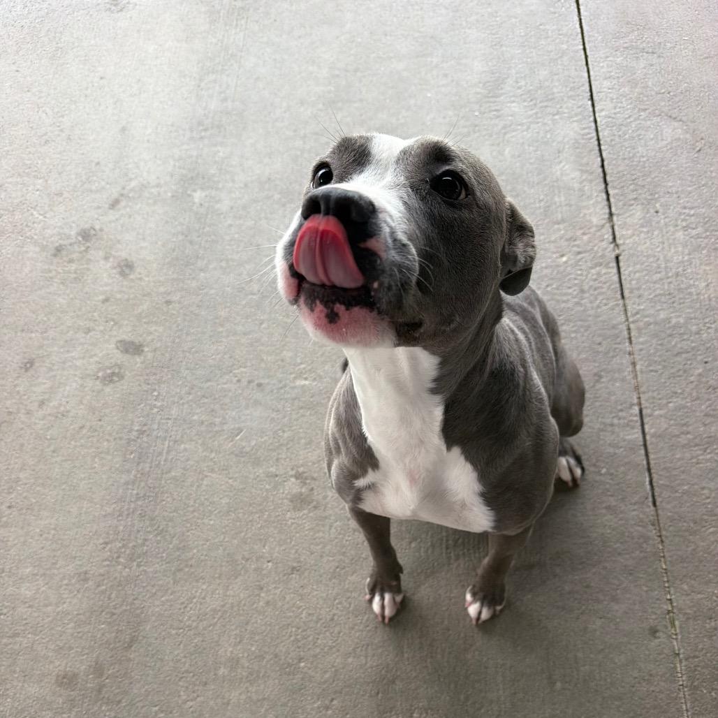 Enlarge Kiara, a Adoptable Pit Bull Terrier in Emporia, KS image 2/6