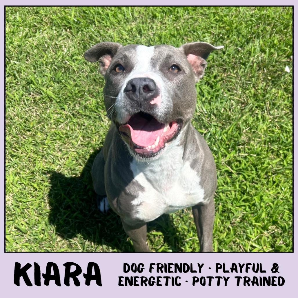 Enlarge Kiara, a Adoptable Pit Bull Terrier in Emporia, KS image 3/6