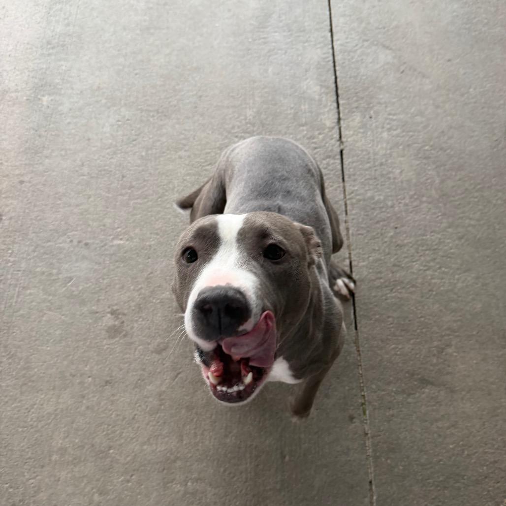 Enlarge Kiara, a Adoptable Pit Bull Terrier in Emporia, KS image 4/6