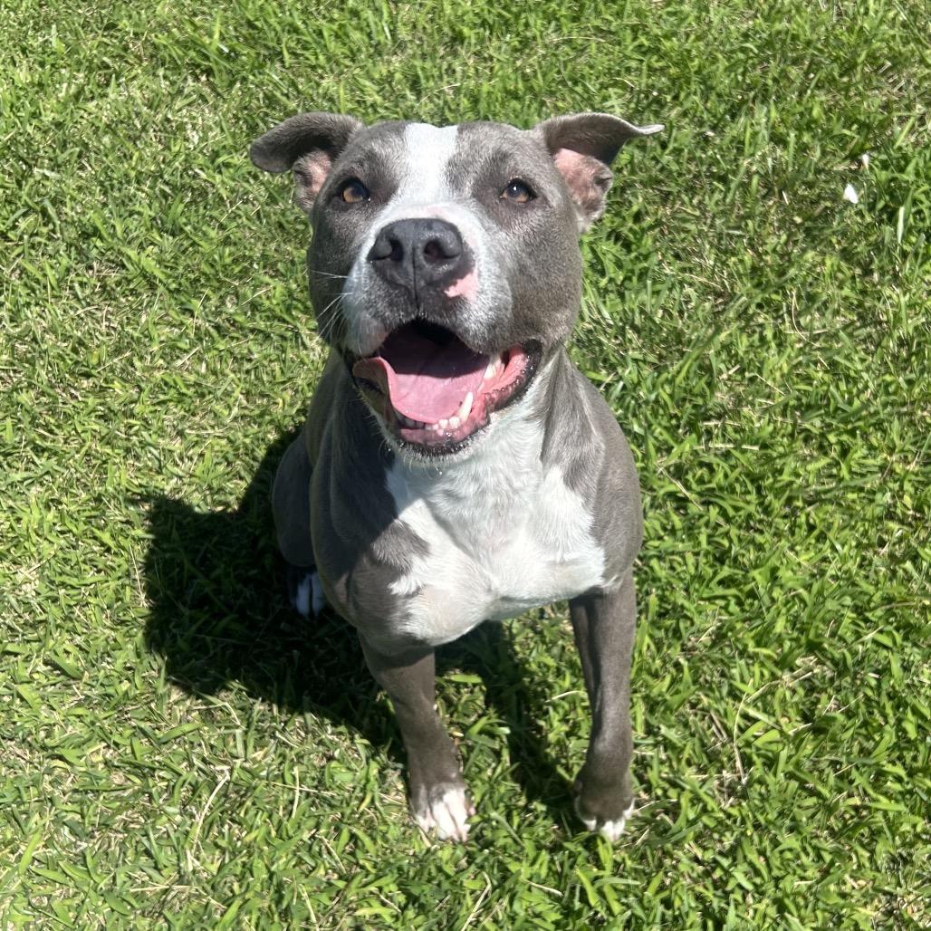 Enlarge Kiara, a Adoptable Pit Bull Terrier in Emporia, KS image 5/6