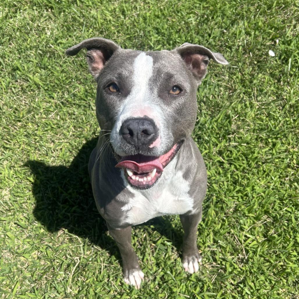 Enlarge Kiara, a Adoptable Pit Bull Terrier in Emporia, KS image 6/6