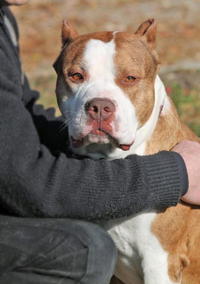 Enlarge RUFUS, a ADOPTABLE mixed breed in Wyandotte, MI image 2/4