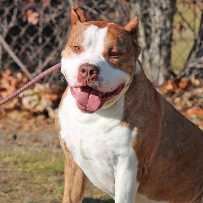 RUFUS, ADOPTABLE, Adult Male Pit Bull Terrier.