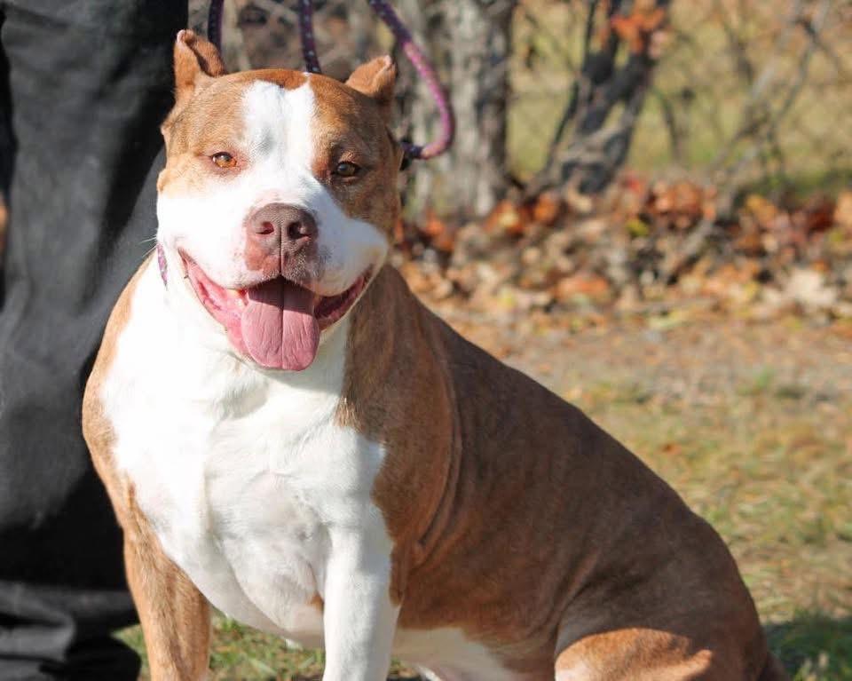 RUFUS (Rescues Welcome), ADOPTABLE, Adult Male Pit Bull Terrier.