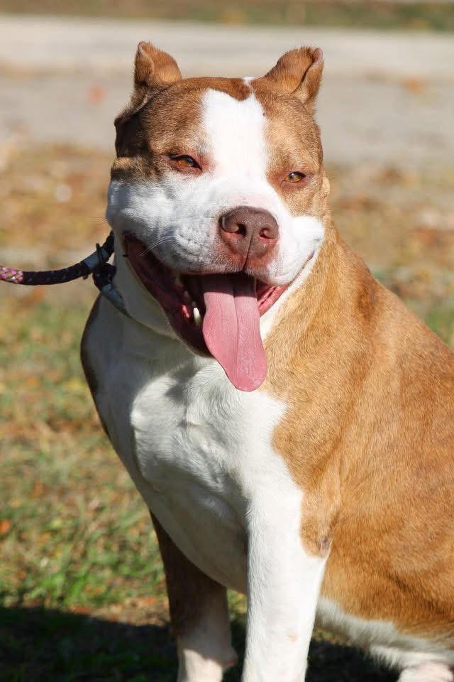 Enlarge RUFUS, a ADOPTABLE mixed breed in Wyandotte, MI image 4/4