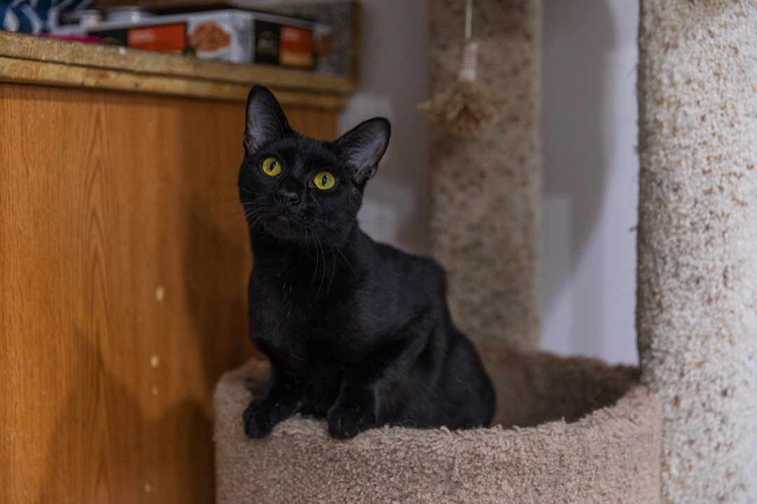 Midnight, Adoptable, Young Male Extra-Toes Cat / Hemingway Polydactyl & Domestic Short Hair.