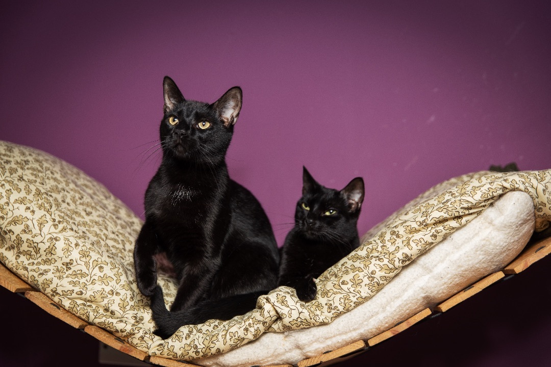 Enlarge Midnight, a Adoptable mixed breed in Chicago, IL image 2/10