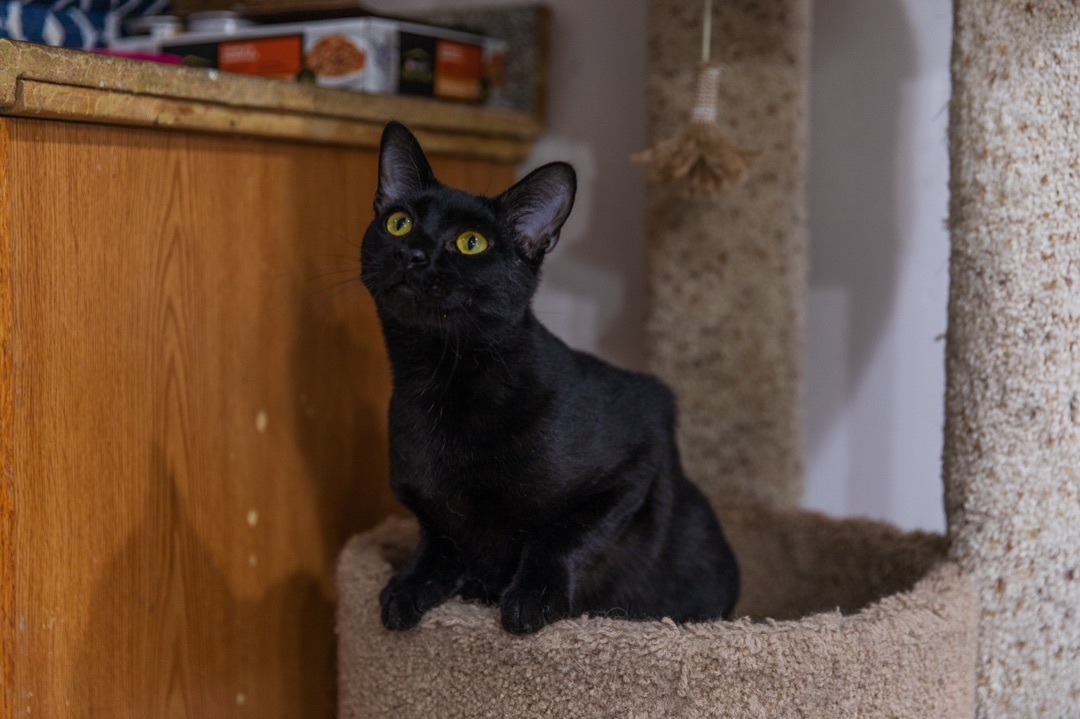 Enlarge Midnight, a Adoptable mixed breed in Chicago, IL image 3/10