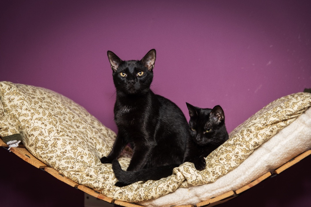 Enlarge Midnight, a Adoptable mixed breed in Chicago, IL image 4/10