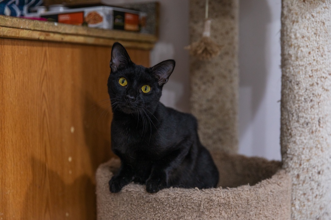 Enlarge Midnight, a Adoptable mixed breed in Chicago, IL image 5/10