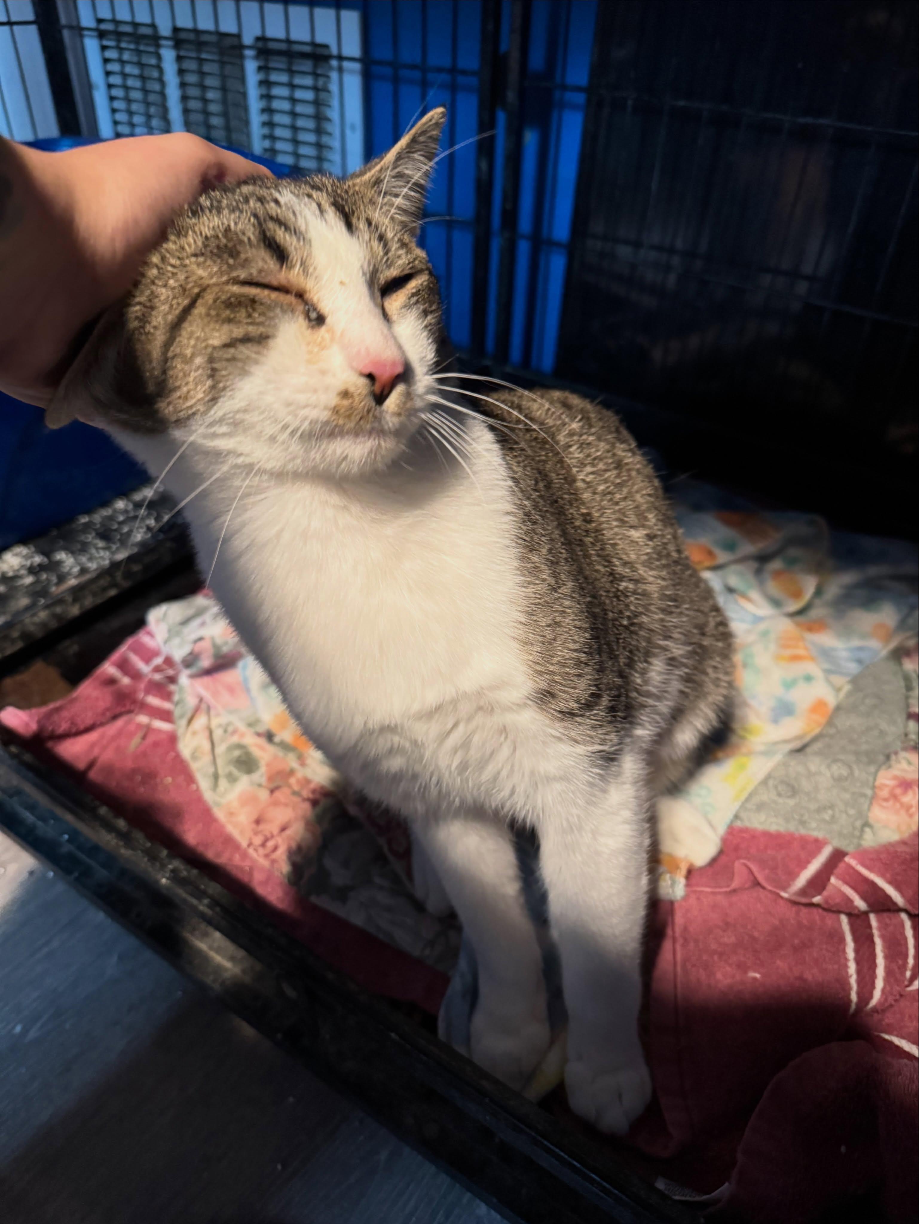 Bruce, a ADOPTABLE Domestic Short Hair in Rochester, NY image 3/4