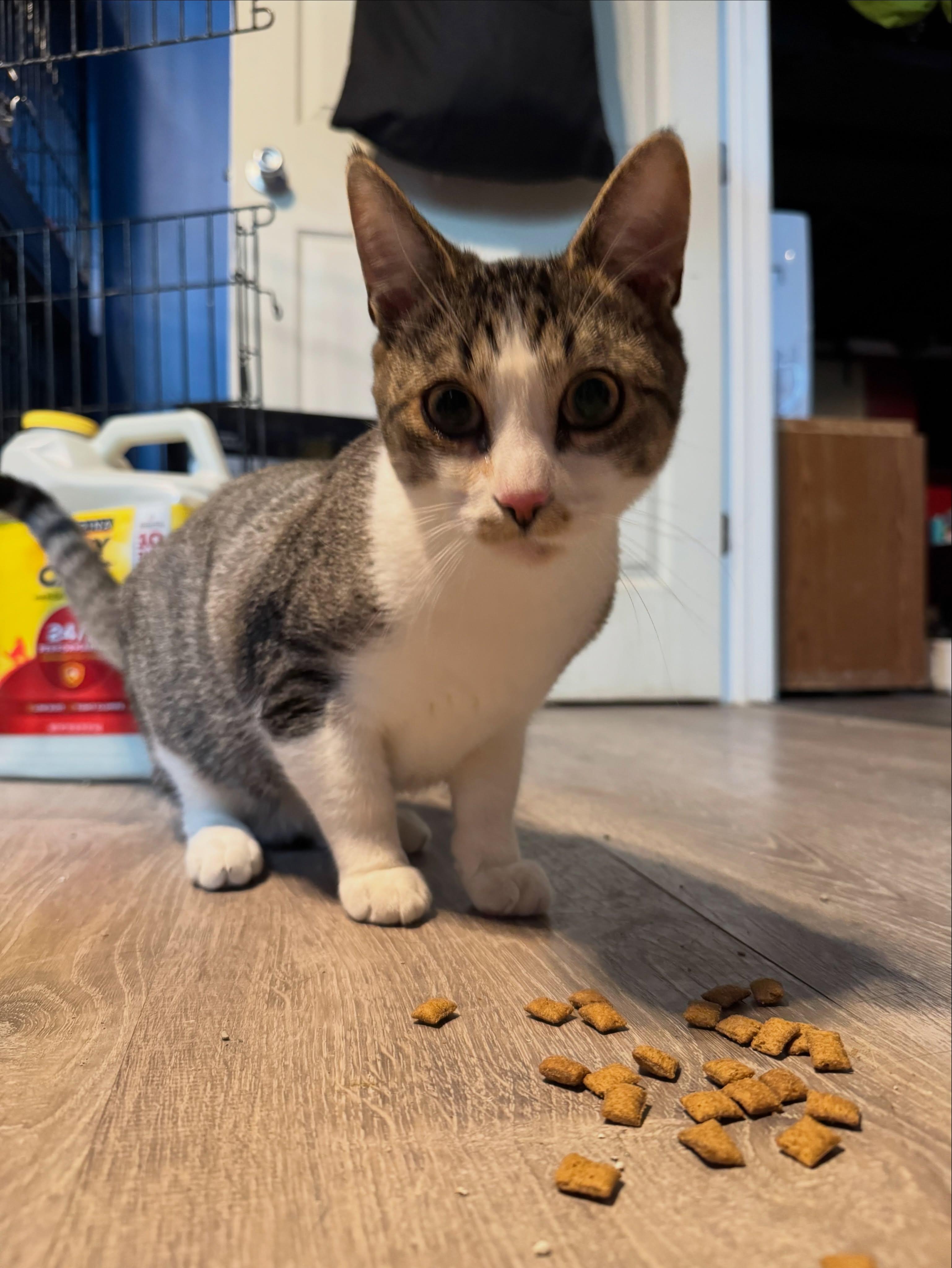 Bruce, a ADOPTABLE Domestic Short Hair in Rochester, NY image 2/4