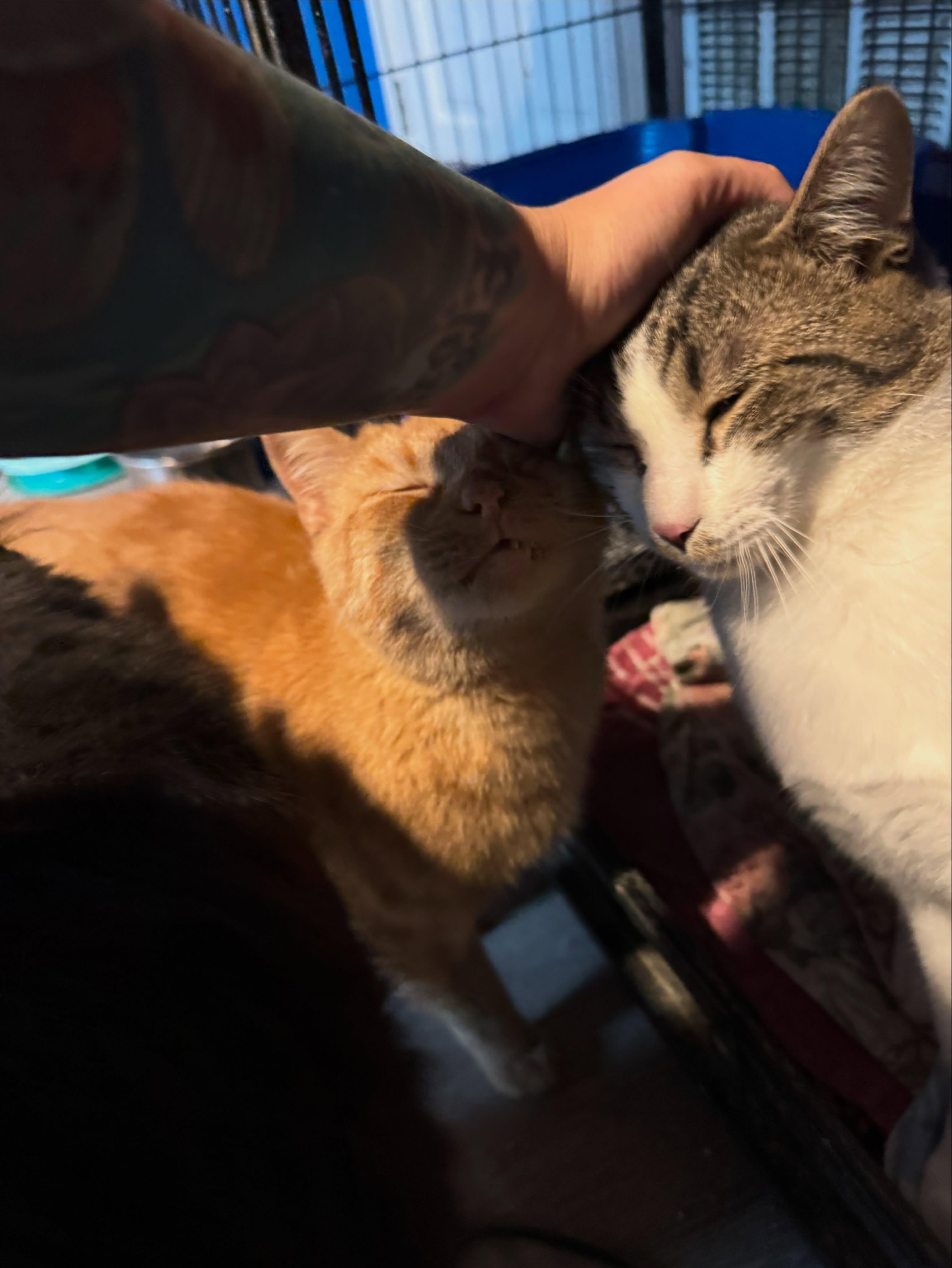 Bruce, a ADOPTABLE Domestic Short Hair in Rochester, NY image 4/4