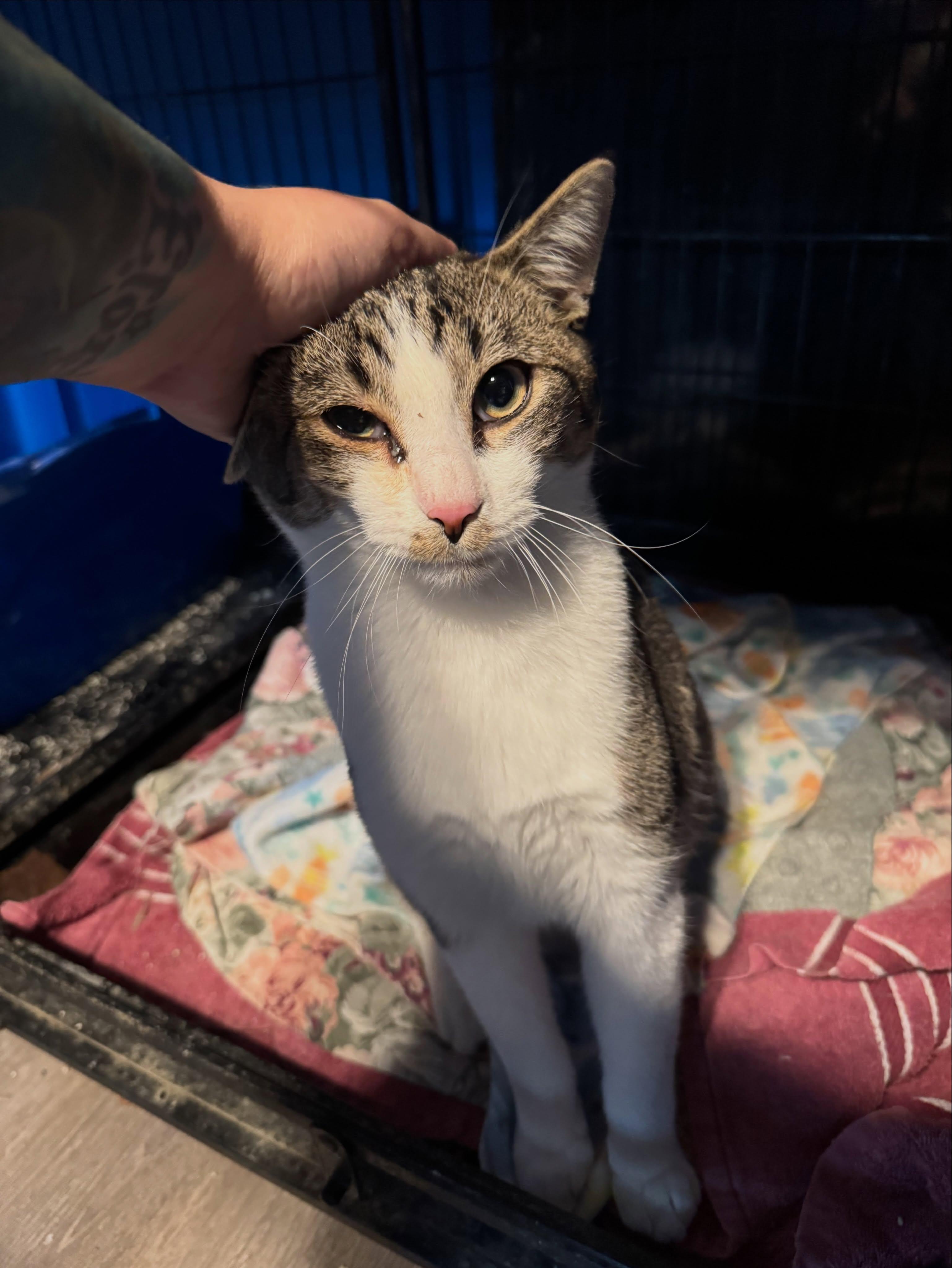 Bruce, ADOPTABLE, Adult Male Domestic Short Hair.