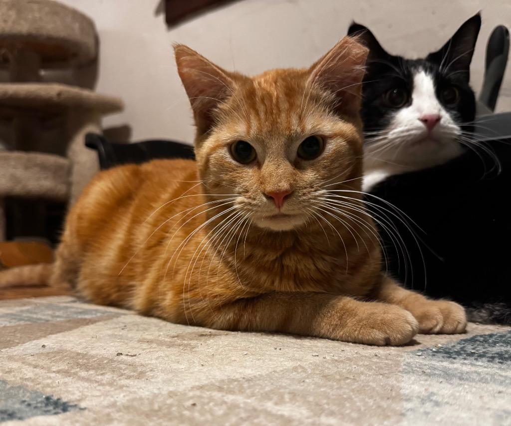 George Jones, Adoptable, Young Male Domestic Short Hair.