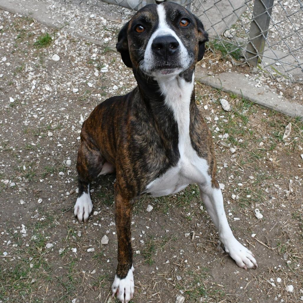 Campbell, Adoptable, Adult Male Pit Bull Terrier & Black Mouth Cur.