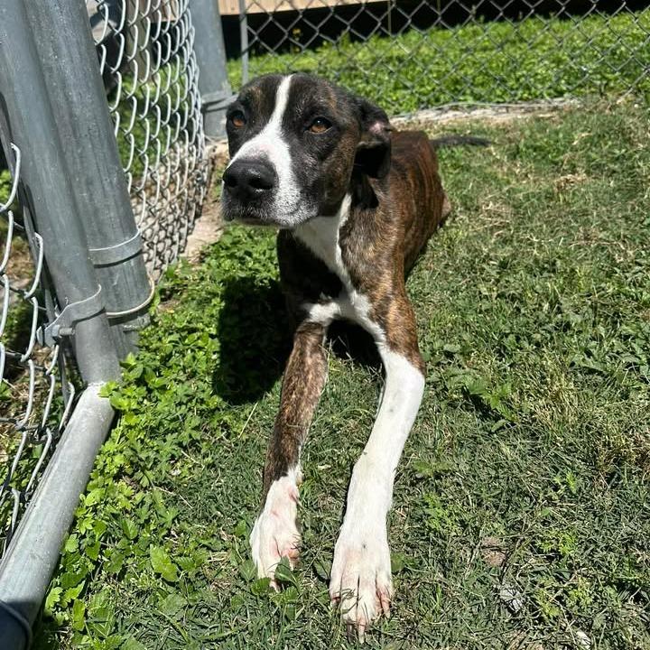 Enlarge Campbell, a Adoptable mixed breed in Beaumont, TX image 2/6