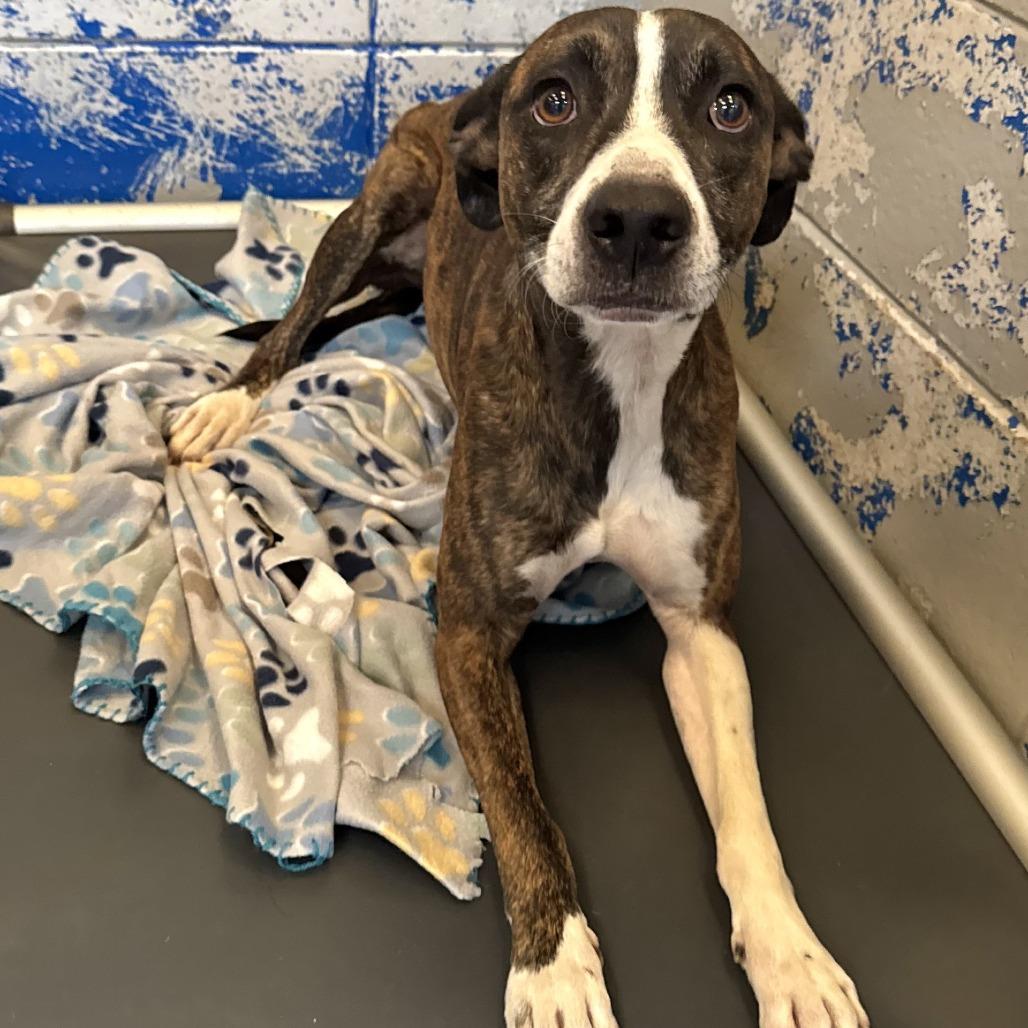 Enlarge Campbell, a Adoptable mixed breed in Beaumont, TX image 4/6