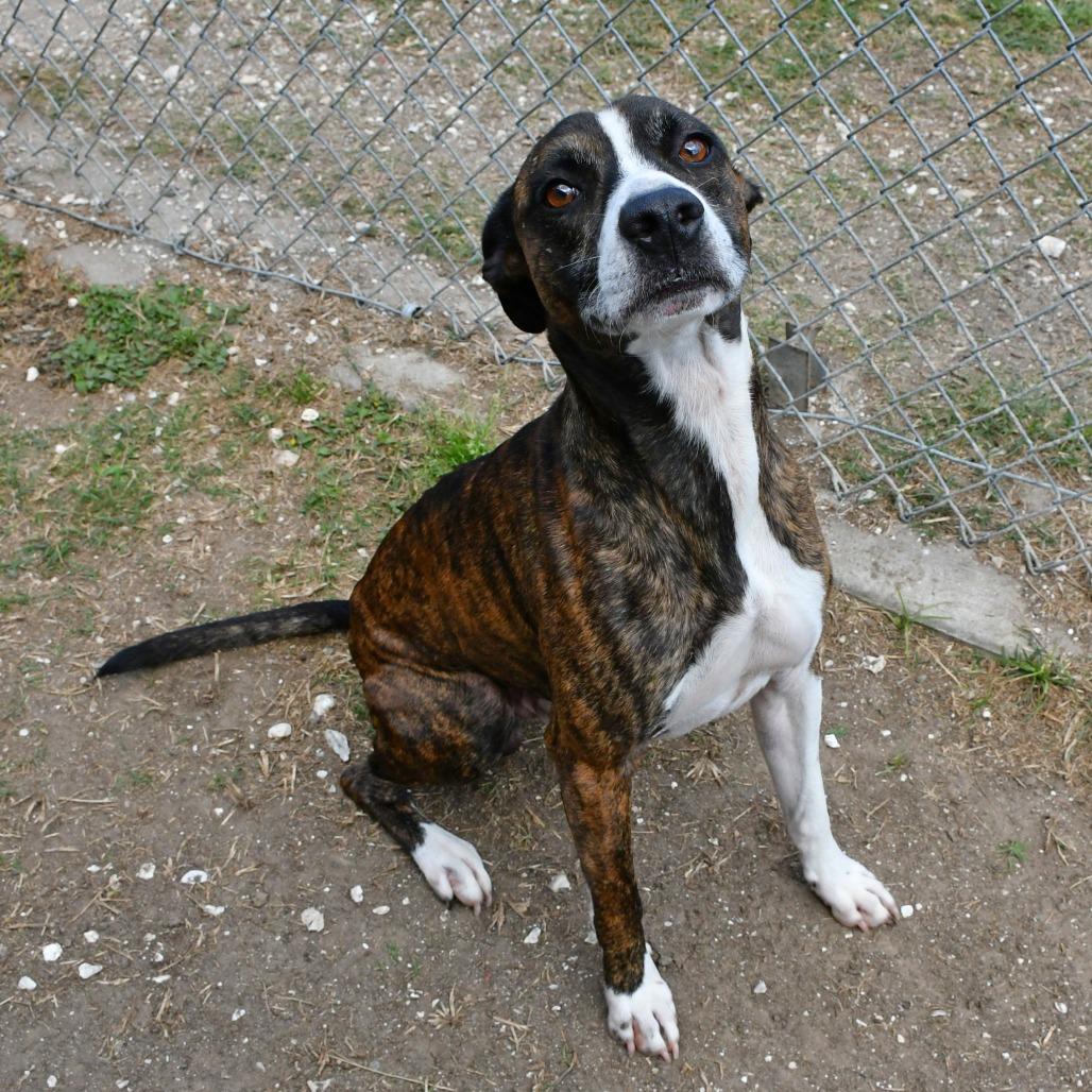 Enlarge Campbell, a Adoptable mixed breed in Beaumont, TX image 5/6