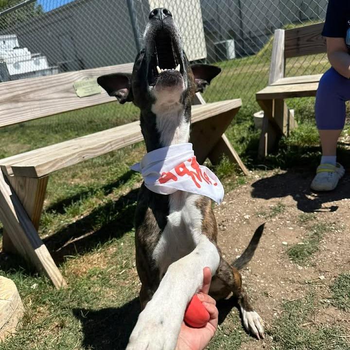 Enlarge Campbell, a Adoptable mixed breed in Beaumont, TX image 6/6