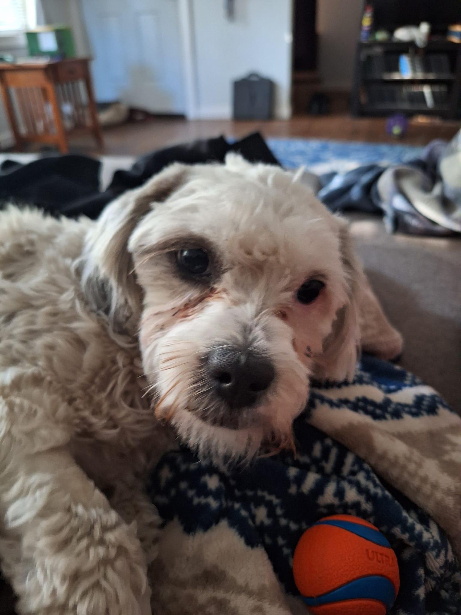 Monte Scarlatto, Adoptable, Adult Male Havanese.