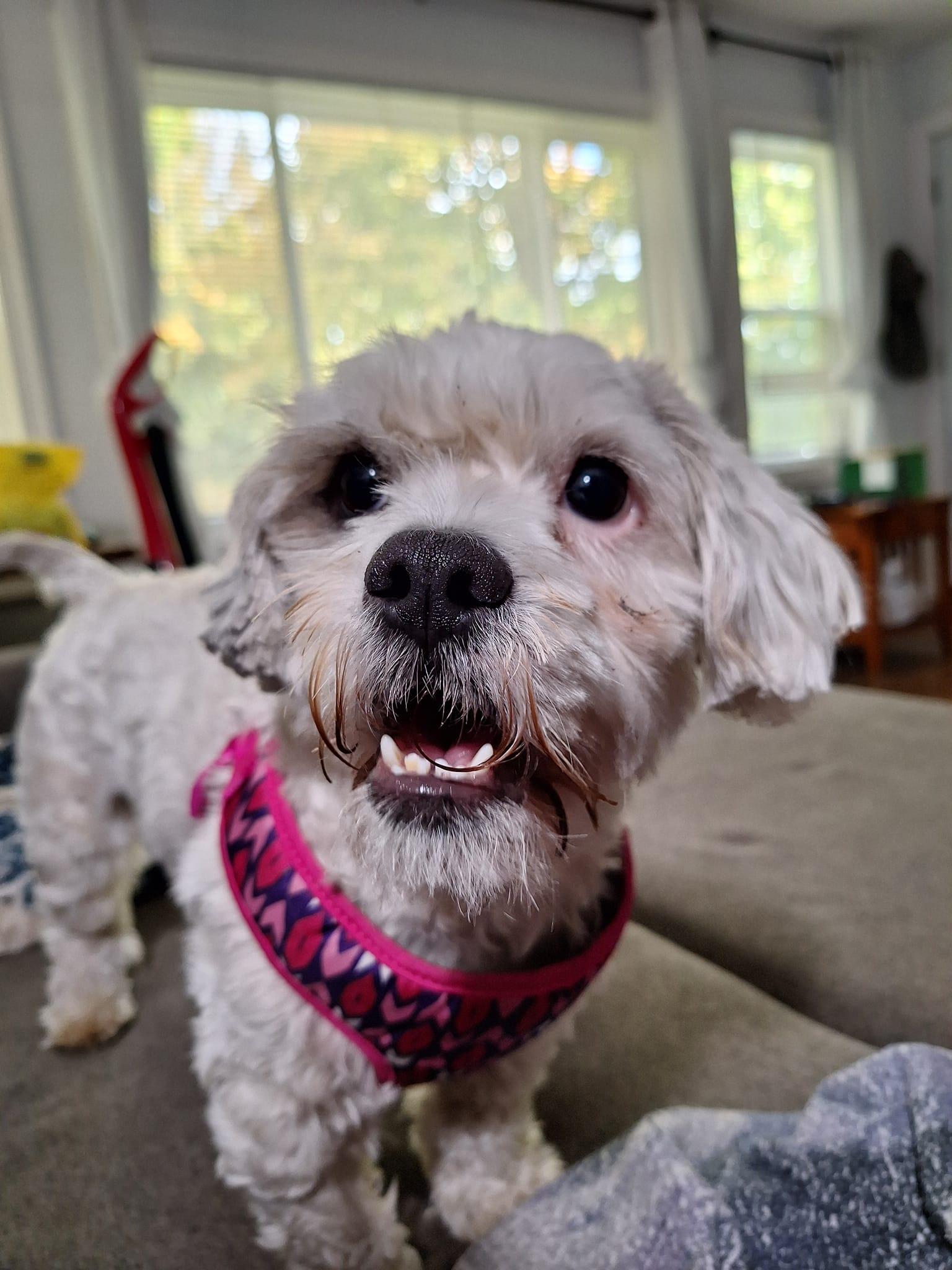 Enlarge Monte Scarlatto, a Adoptable Havanese in West Richland, WA image 2/4