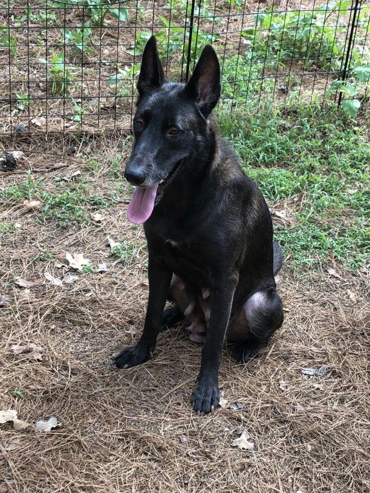 Autumn (TX), a Adoptable Belgian Shepherd / Malinois in New York, NY image 1/3