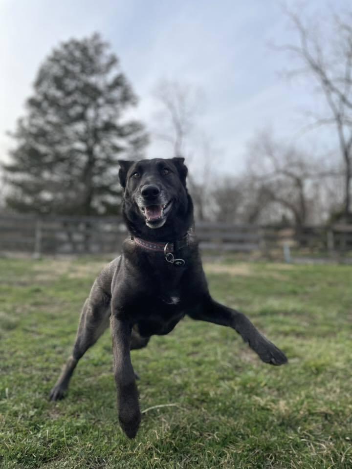 Autumn (TX), a Adoptable Belgian Shepherd / Malinois in New York, NY image 3/3