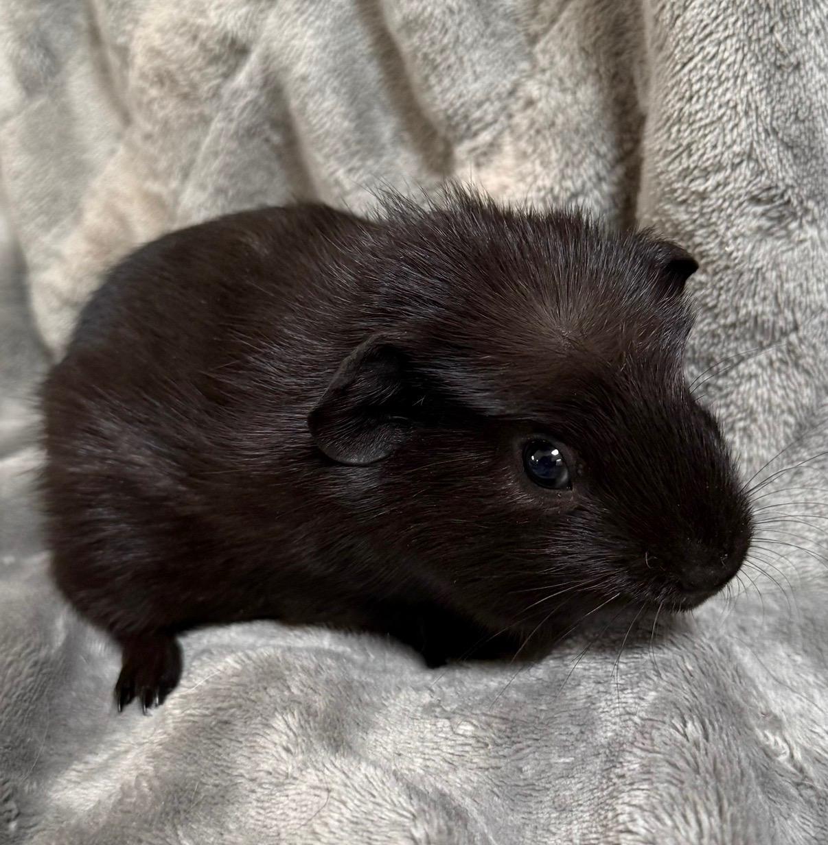 Truffle, adopted, Baby Male Short-Haired.