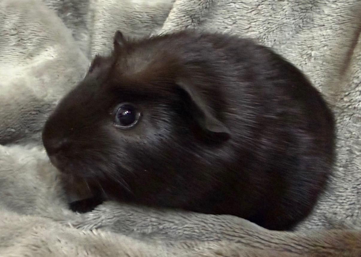 Enlarge Truffle, an adopted Short-Haired in Andover, CT image 3/4