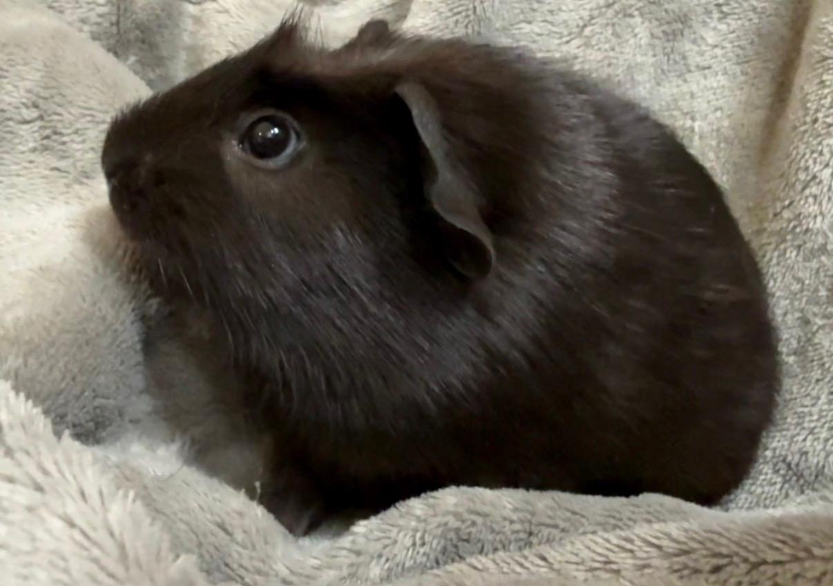 Enlarge Truffle, an adopted Short-Haired in Andover, CT image 2/4