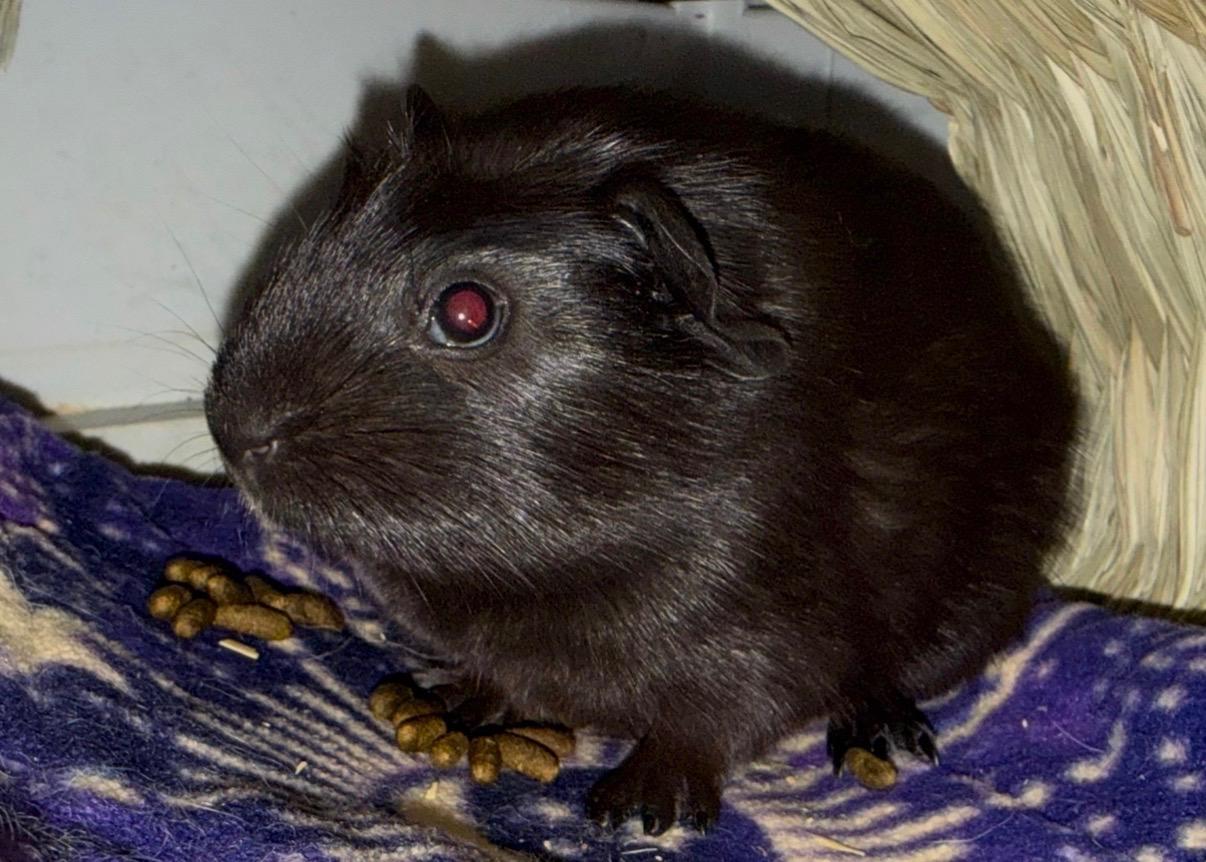 Enlarge Truffle, an adopted Short-Haired in Andover, CT image 4/4