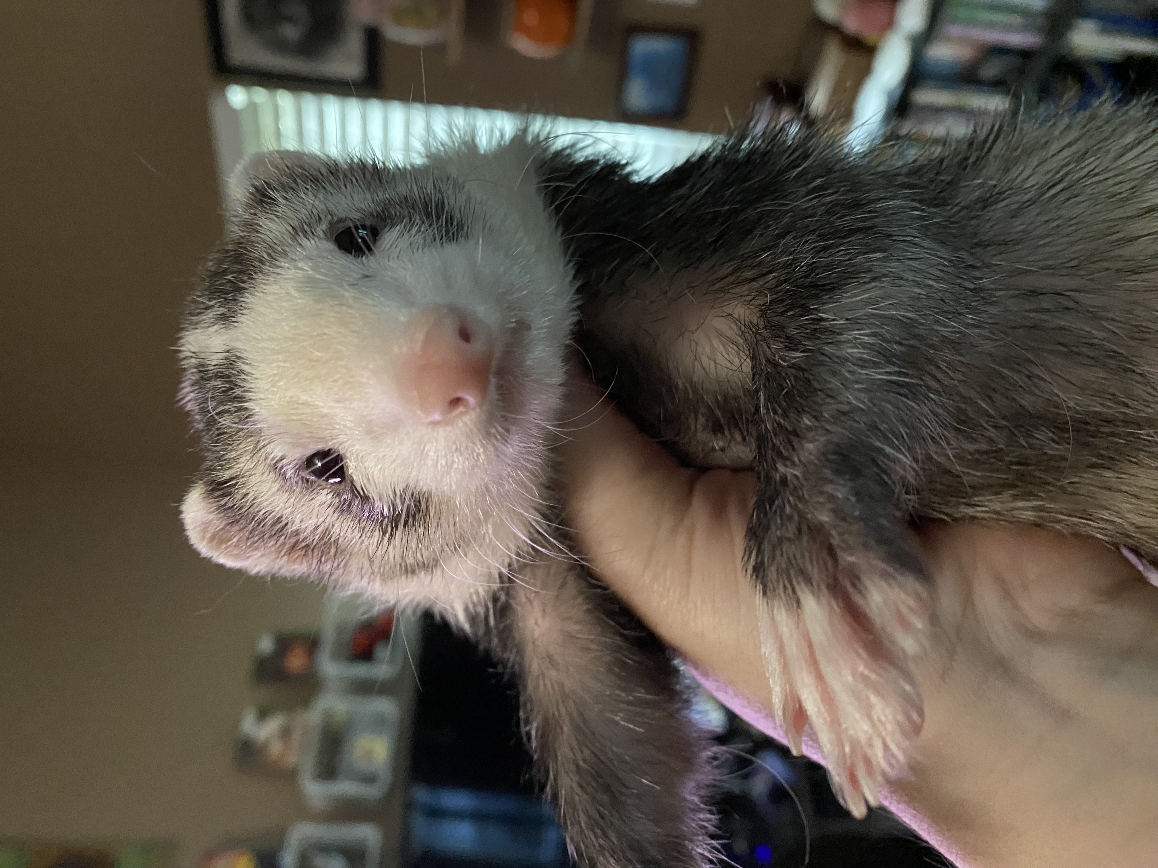 Enlarge Luna & Chip, a Adopted Ferret in Columbus, OH image 1/2