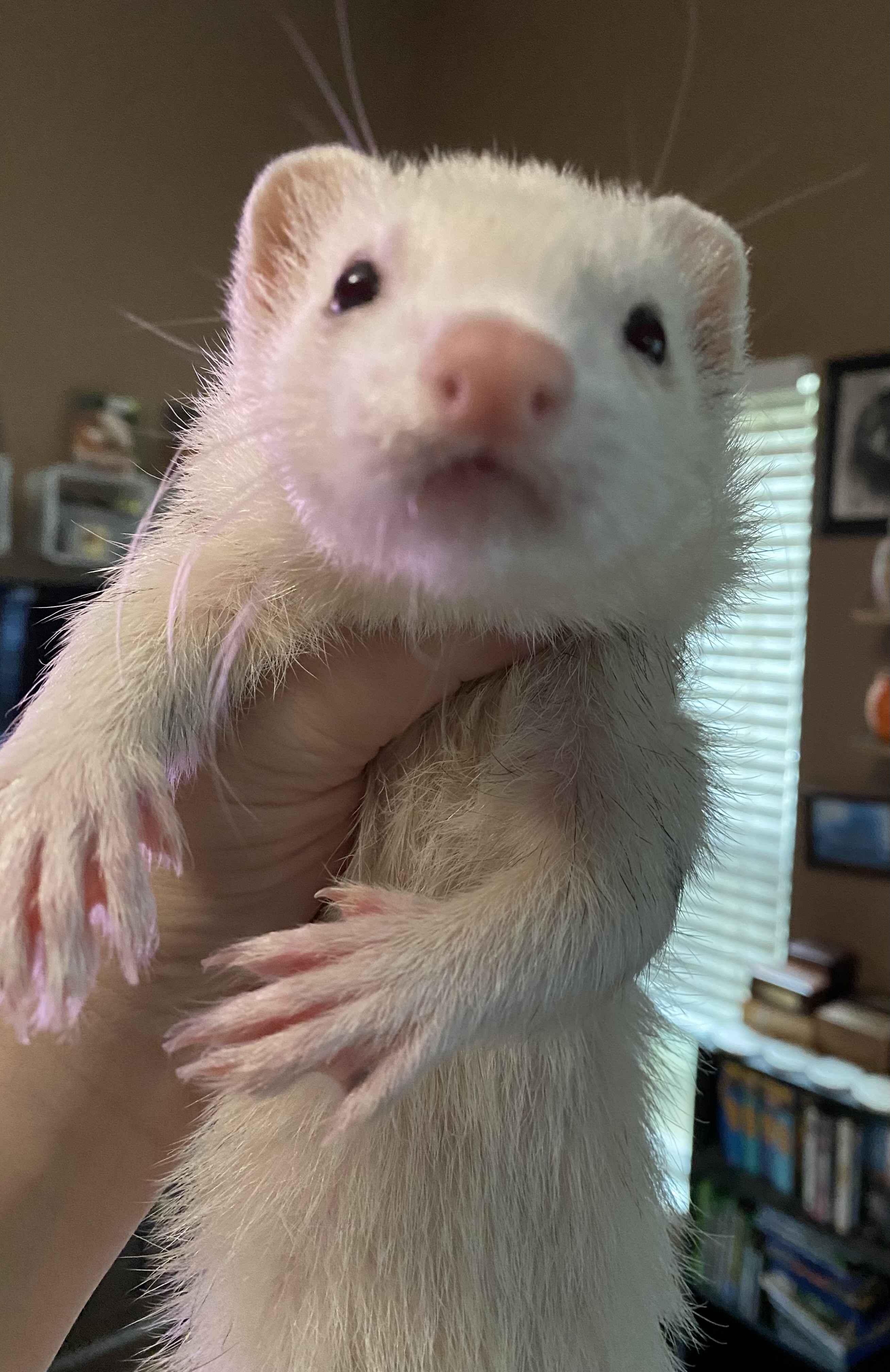 Enlarge Luna & Chip, a Adopted Ferret in Columbus, OH image 2/2