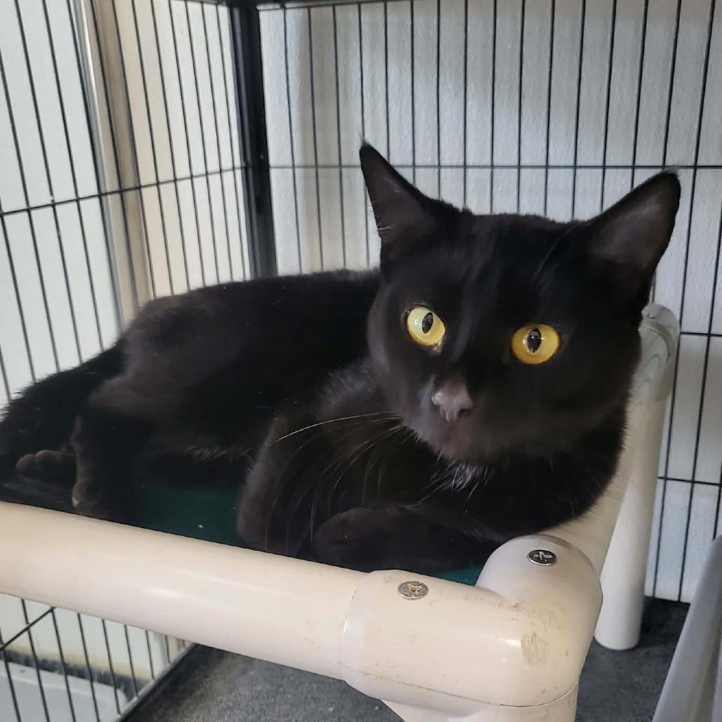 Enlarge Turkey, a Adoptable Domestic Short Hair in Belleville, IL image 1/3