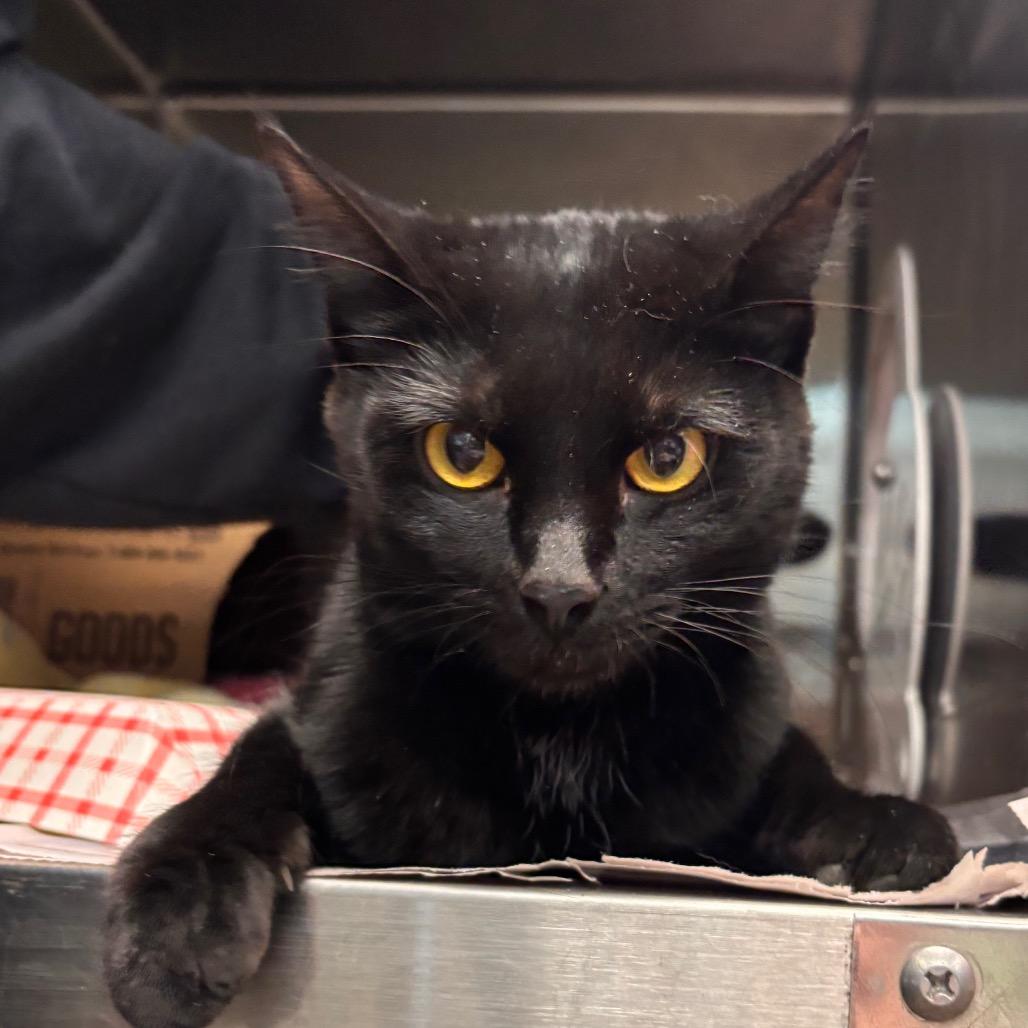 Enlarge Turkey, a Adoptable Domestic Short Hair in Belleville, IL image 3/3